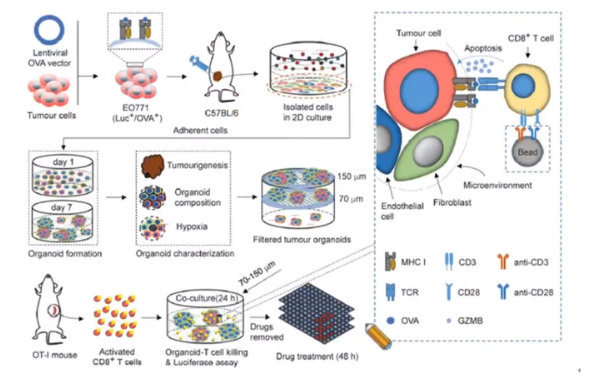 类器官培养-杭州昊鑫生物(基质胶)