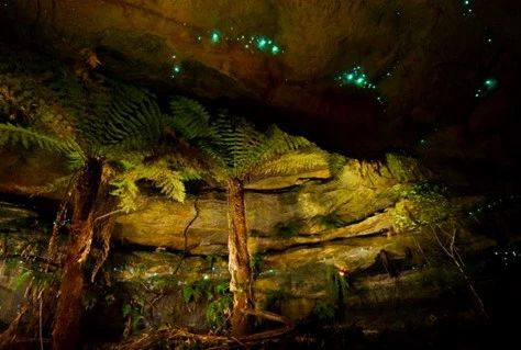 荧光素酶干货系列1