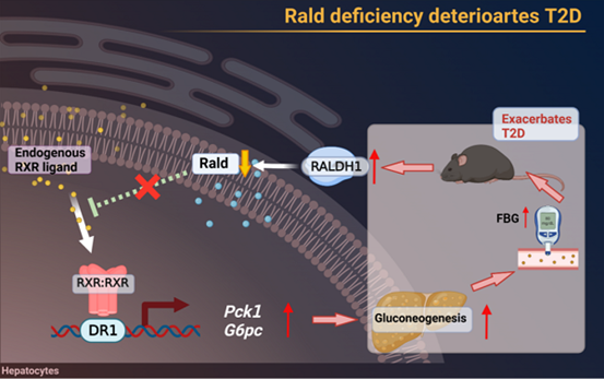 IF=14.5丨重大发现：2型糖尿病“元凶”竟是缺乏肝视黄醛？