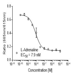 Rat β2 (ADRB2)受体稳定表达细胞株