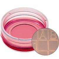 ibidi细胞定位格子培养皿/µ-Dish 35 mm带计数格培养皿81148