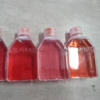 A549/DDP 人肺癌细胞顺铂耐药株/STR鉴定/镜像绮点（Cellverse）