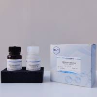 高敏型化学发光检测试剂盒ECL发光液