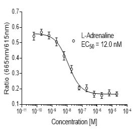 Rat β3 (ADRB3)受体稳定表达细胞株