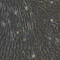 小鼠真皮毛乳头细胞