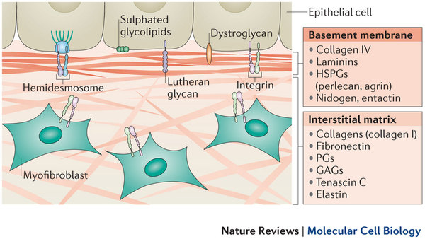 Biogradetech 标准型,无酚红,基质胶(细胞分化、迁移、侵袭、血管生成) Biogradetech 标准型,无酚红,基质胶(细胞分化、迁移、侵袭、血管生成)