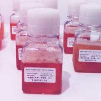 特级胎牛血清（低内毒素）