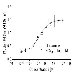 Human D2 (DRD2)受体稳定表达细胞株