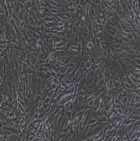 人原代Ⅱ型肺泡上皮细胞