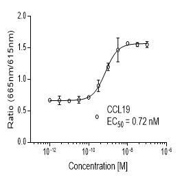 Rat CCR7受体稳定表达细胞株