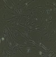 小鼠原代冠状动脉内皮细胞