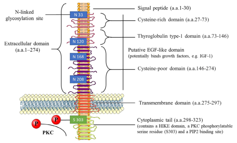 泛癌热门靶点TROP2及研究工具试剂