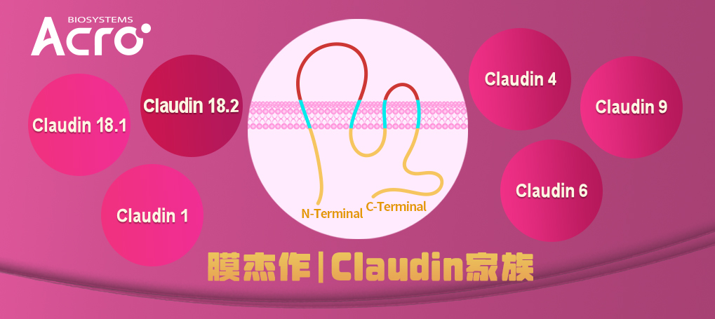 当代家族“内卷”图鉴：Claudin家族皆是“王-者”