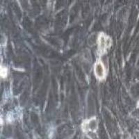 大鼠原代大隐静脉内皮细胞