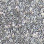 大鼠原代肝kupffer细胞