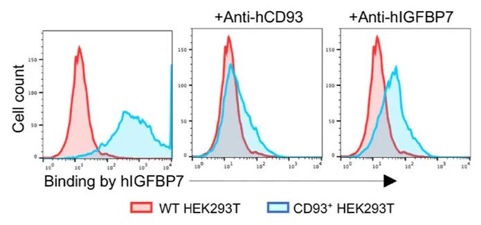 IGFBP7：免疫治疗新靶点