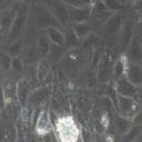 大鼠原代肾动脉内皮细胞