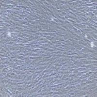 大鼠原代食管成纤维细胞