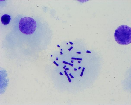好消息 | IPHASE体外染色体畸变试剂盒推出新版本啦！