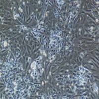 大鼠原代肝内胆管上皮细胞