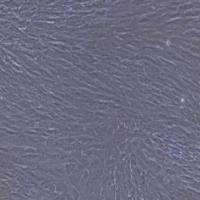 大鼠原代胃成纤维细胞