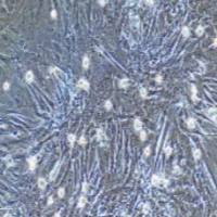 大鼠原代小肠隐窝上皮细胞