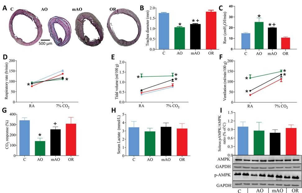 大鼠气管狭窄对能量代谢和呼吸的影响