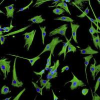 大鼠原代小肠成纤维细胞