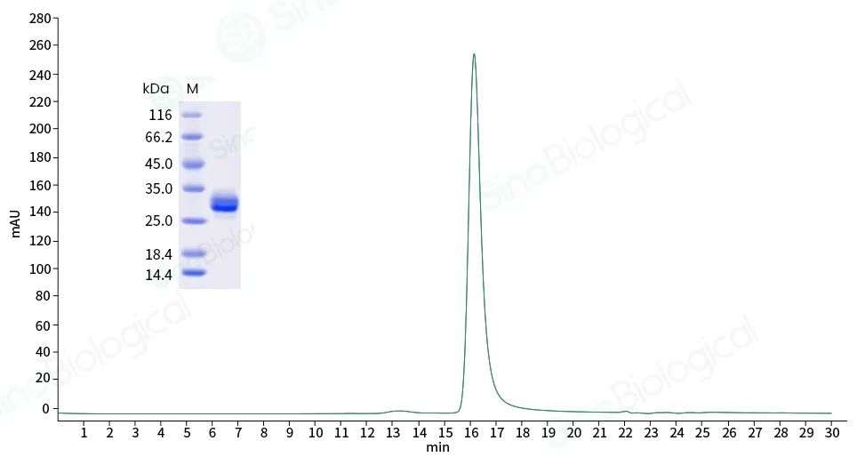 研究消化系统疾病模型新工具-肠类器官