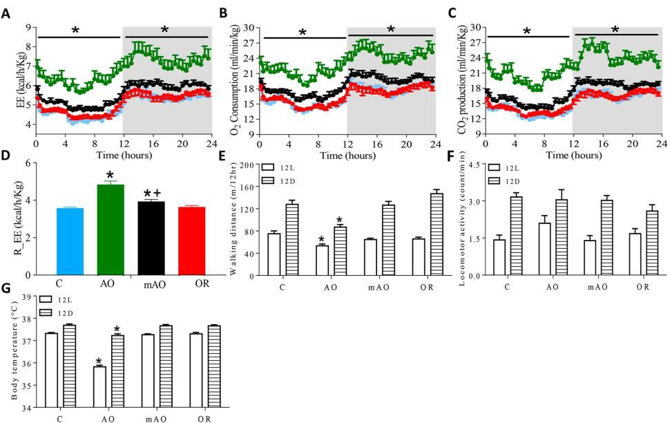 大鼠气管狭窄对能量代谢和呼吸的影响