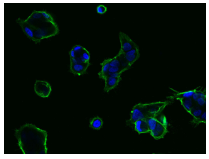 泛癌热门靶点TROP2及研究工具试剂