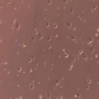 大鼠原代肝实质细胞