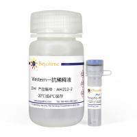 Phospho-HER2/ErbB2(Tyr1221/1222)抗体(兔单抗)