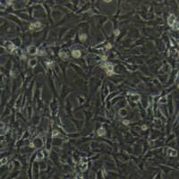 大鼠原代心肌干细胞