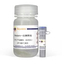 Histone H4抗体(兔多抗)