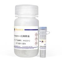 HER2/ErbB2抗体(兔多抗)