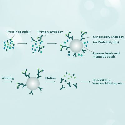 蛋白质免疫沉淀（IP）/蛋白质免疫共沉淀（Co-IP）