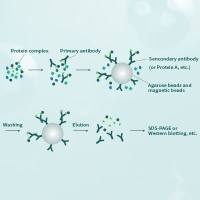 蛋白质免疫沉淀（IP）/蛋白质免疫共沉淀（Co-IP）