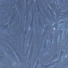 小鼠原代膀胱平滑肌细胞