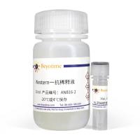 NUP98抗体(兔单抗)