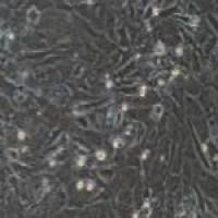 小鼠原代心房心肌细胞