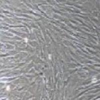 大鼠原代胸主动脉平滑肌细胞