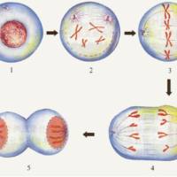 细胞生物学实验室服务