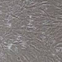 小鼠原代胸主动脉平滑肌细胞