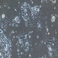 小鼠原代结肠粘膜上皮细胞