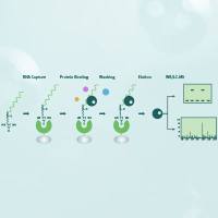 RNA pull down（RNA 沉降/检测RNA与其结合蛋白相互作用）