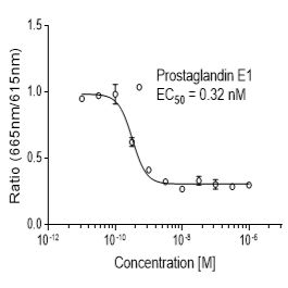 Rat EP2 (PTGER2)受体稳定表达细胞株