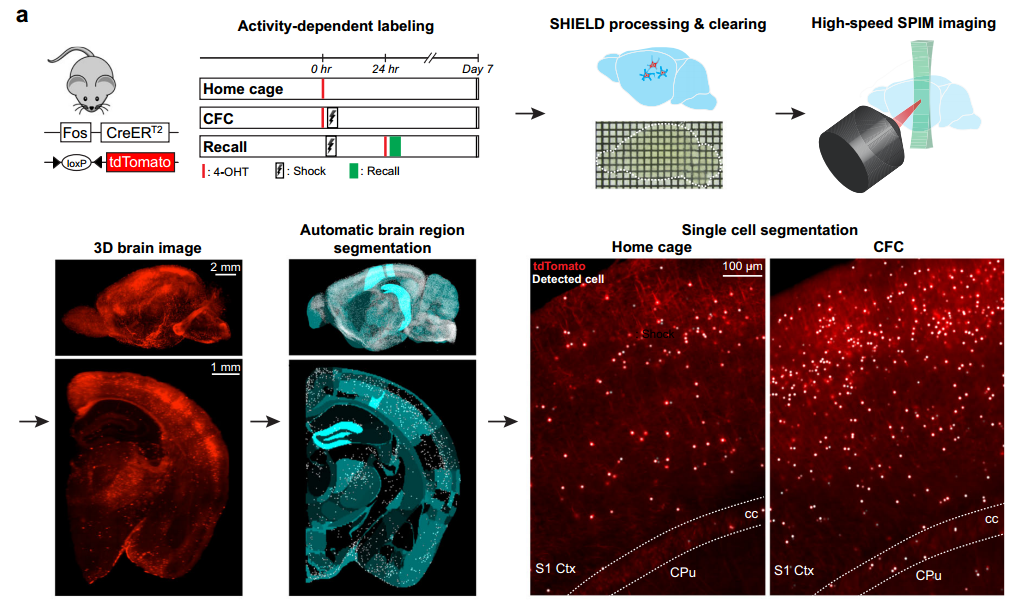 《Nature communications》：基于全脑c-fos组织透明化三维整体成像揭示单个“记忆印迹”在不同大脑区域分布