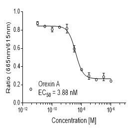 Rat OX2  (HCRTR2)受体稳定表达细胞株