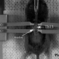 大小鼠脊髓适配器